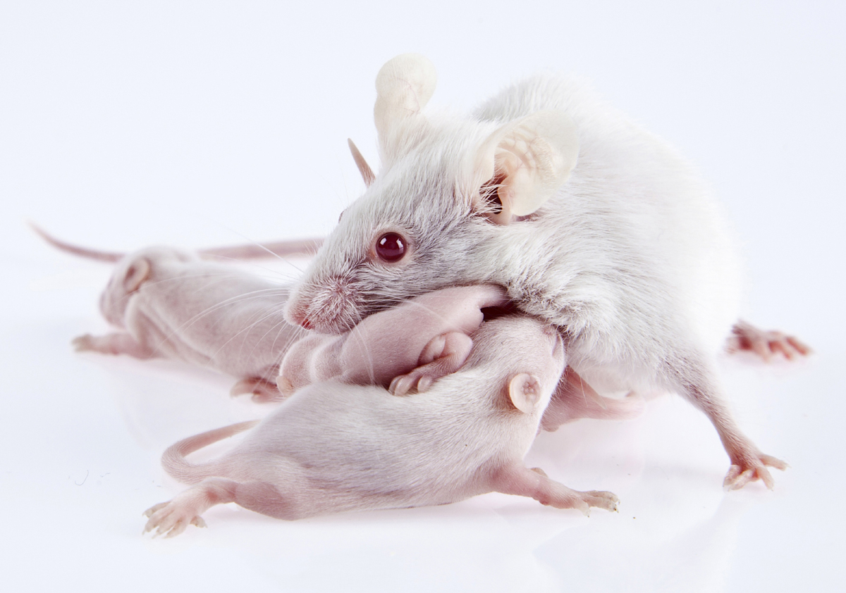 mouse_mom.jpg