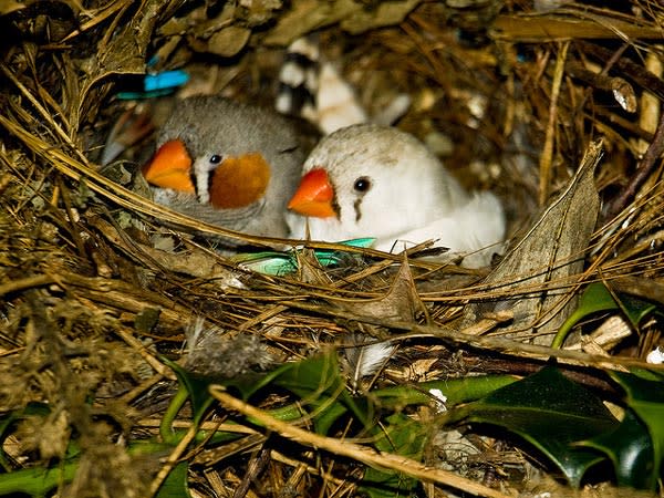 finches.jpg
