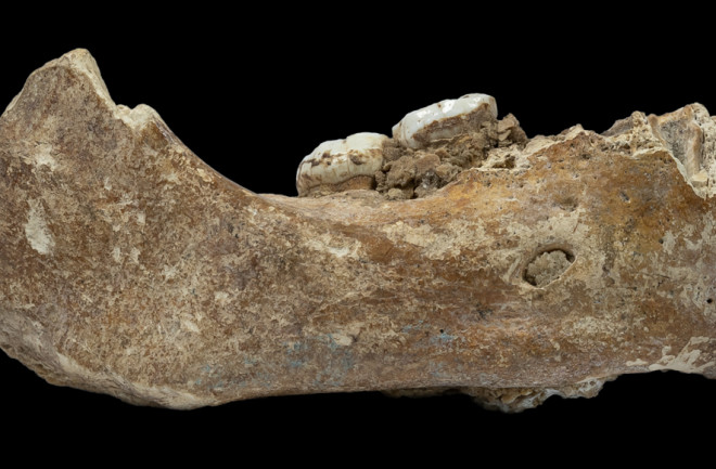 Denisovan Mandible - Dongju Zhang/Lanzhou University