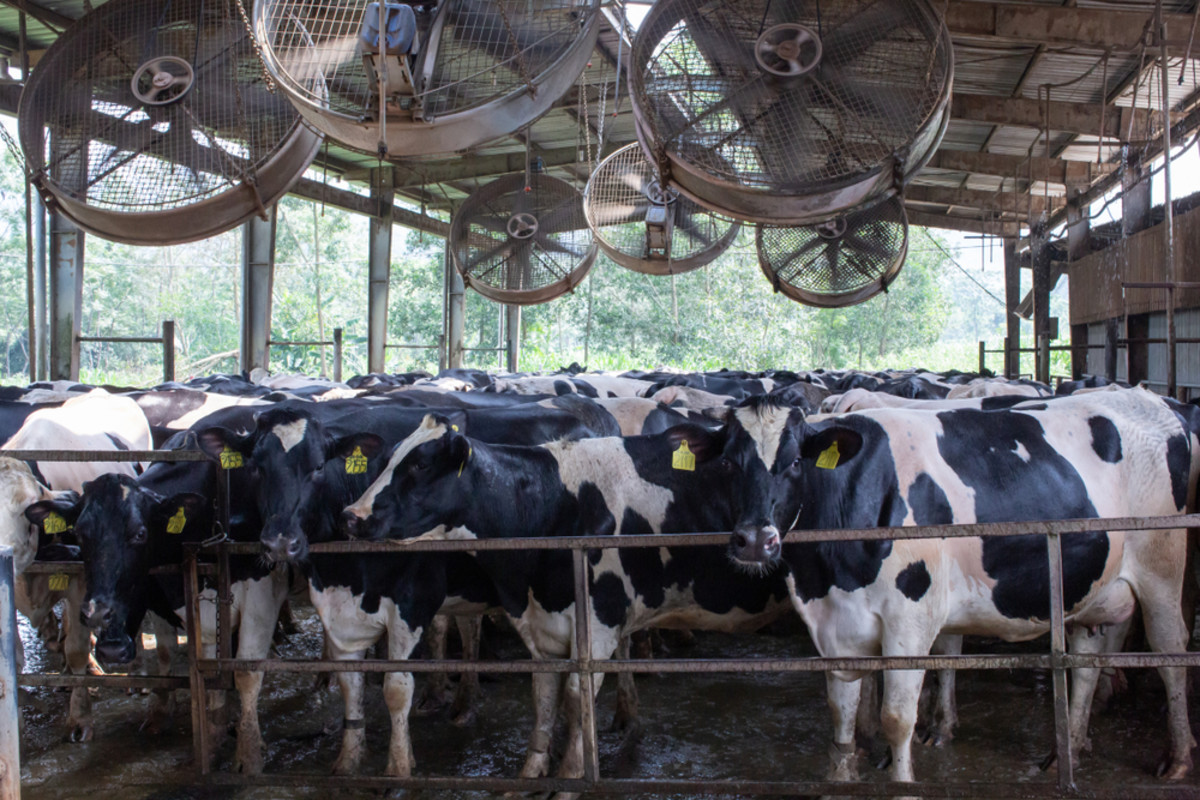 Climate Change Threatens Global Milk Supply, Even On Cooled Dairy Farms