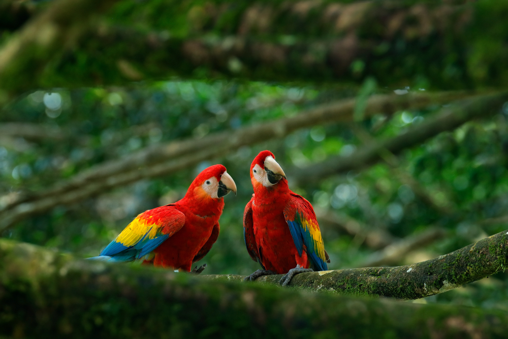 Did Native Americans Breed Parrots in New Mexico 1 000 Years Ago