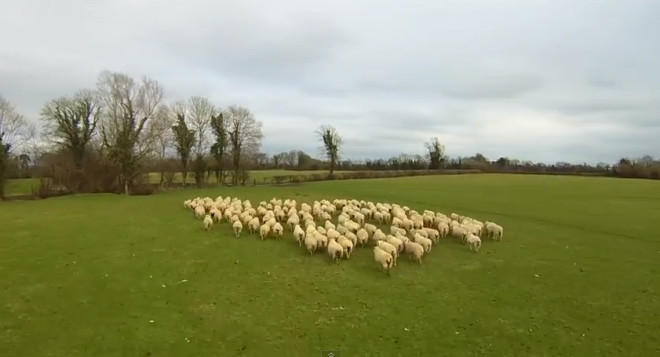 sheepherding.jpg