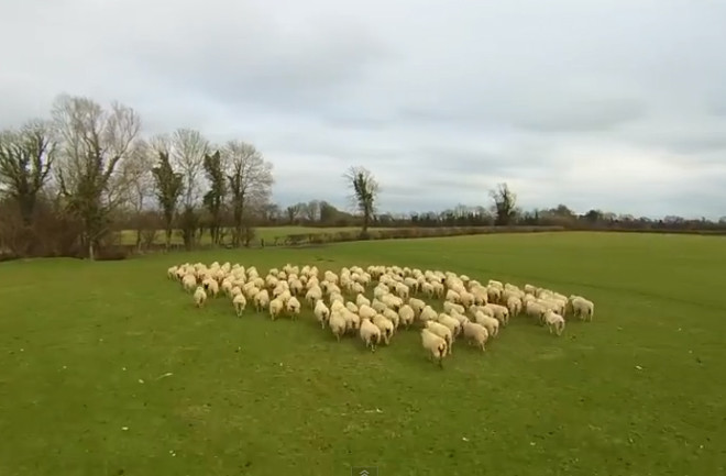 sheepherding.jpg