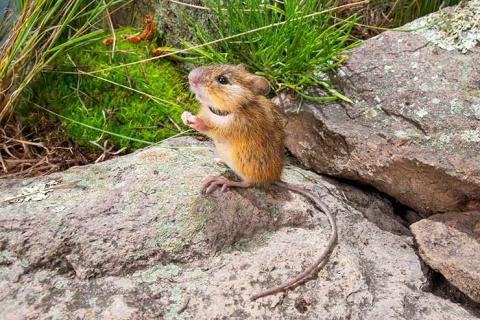 New Mexico meadow jumping mouse