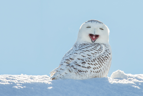 Top 10 Cold Weather Animals and How They Thrive | Discover Magazine