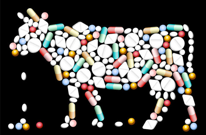 cow shaped out of pills - shutterstock