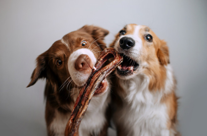 Dogs Sharing a Treat
