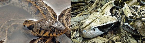 Snakes.jpg