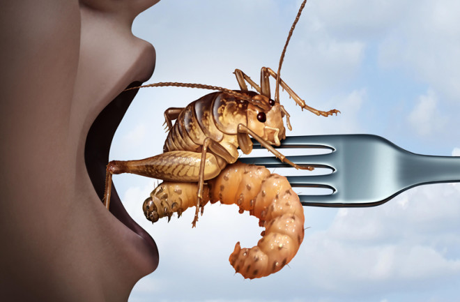 Edible Insects Are The New Animal Farm | Discover Magazine
