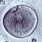 one-cell-embryo