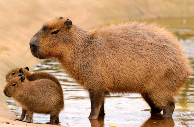 Close up of a Capybara (Hydrochoerus hydrochaeris) and two babies in a lake.