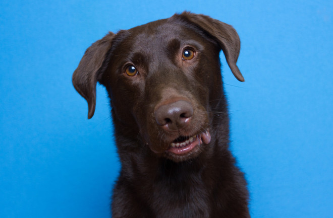 an adorable dog looking at the camera