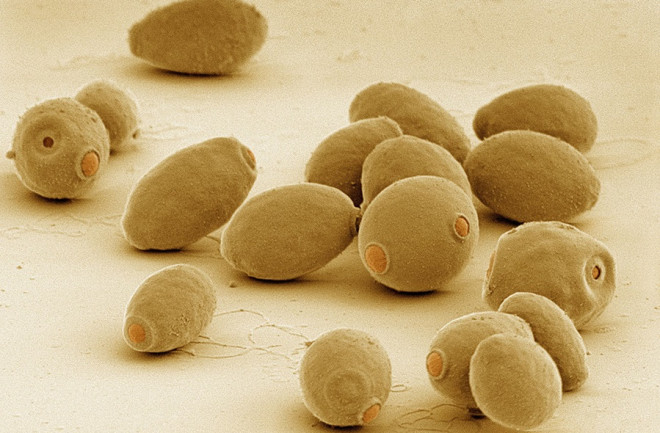 Yeast Cells