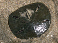 Sanddollar.jpg
