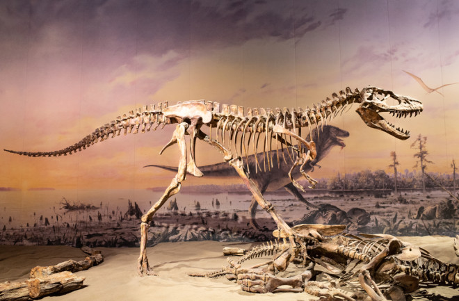 The skeleton of a Gorgosaurus tyrannosaur stands at the Royal Tyrrell Museum in Alberta, Canada. 