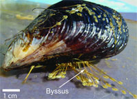 Byssus.jpg