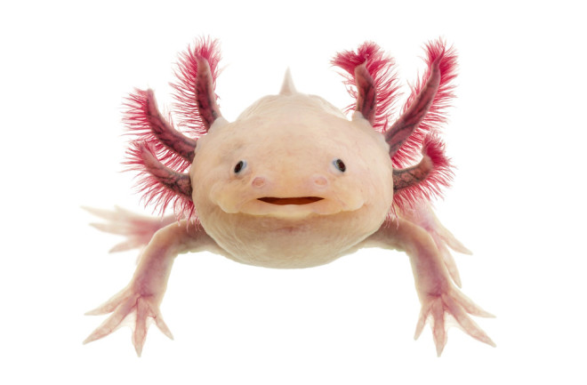 axolotl - shutterstock