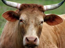 cow.jpg