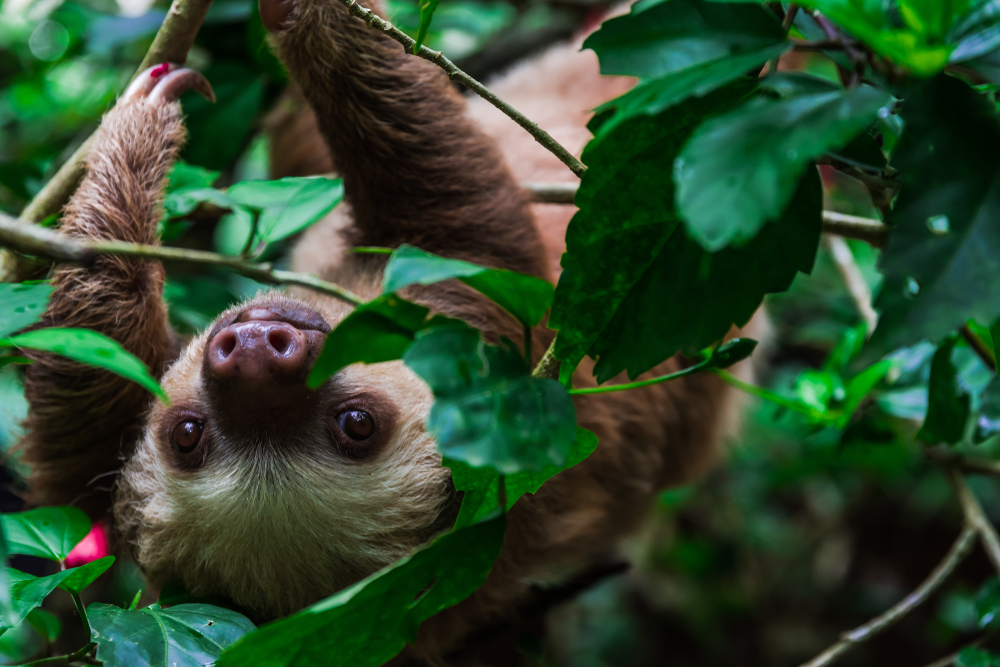 A pair of sloths are among the latest furry residents to arrive at