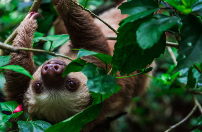 A sloth in Costa Rica