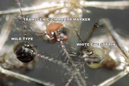 may01_mosquito5.jpg