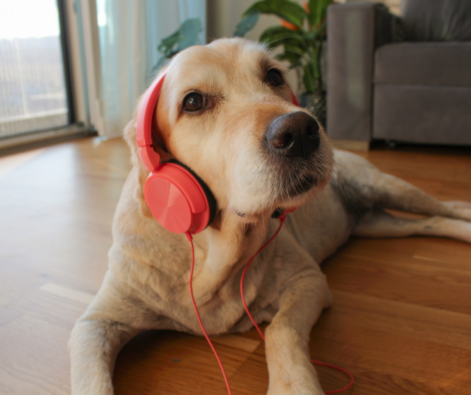 Are Puzzle Toys Really Good for Dogs? What the Science Tells Us