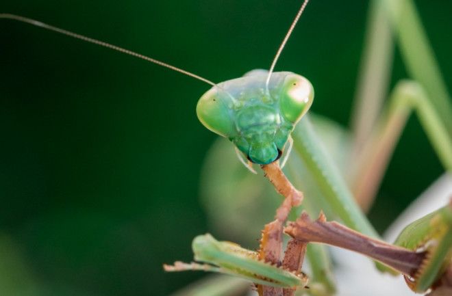 Praying Mantis cannibalism