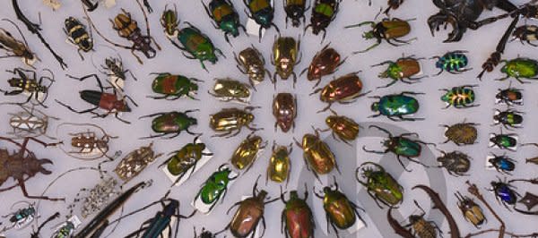 Beetles.jpg