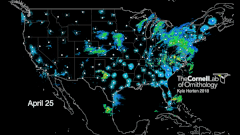 Bird Migration GIF - Horton