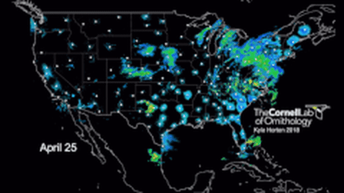 Bird Migration GIF - Horton