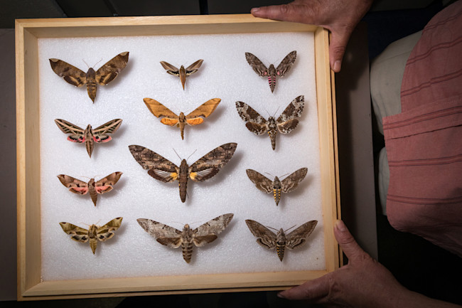 Moth Specimens