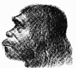 neanderthallg.jpg