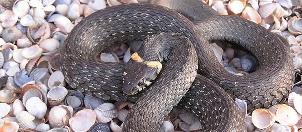 Grass_snake.gif