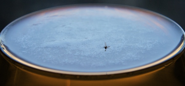 a-fly-in-my-beer.jpg