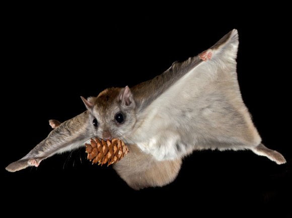 Flight Night: Flying Squirrels Put on a Show | Discover Magazine