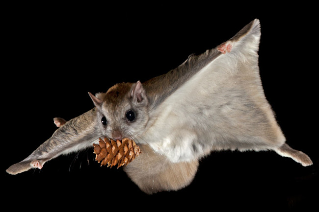 Flight Night: Flying Squirrels Put on a Show | Discover Magazine