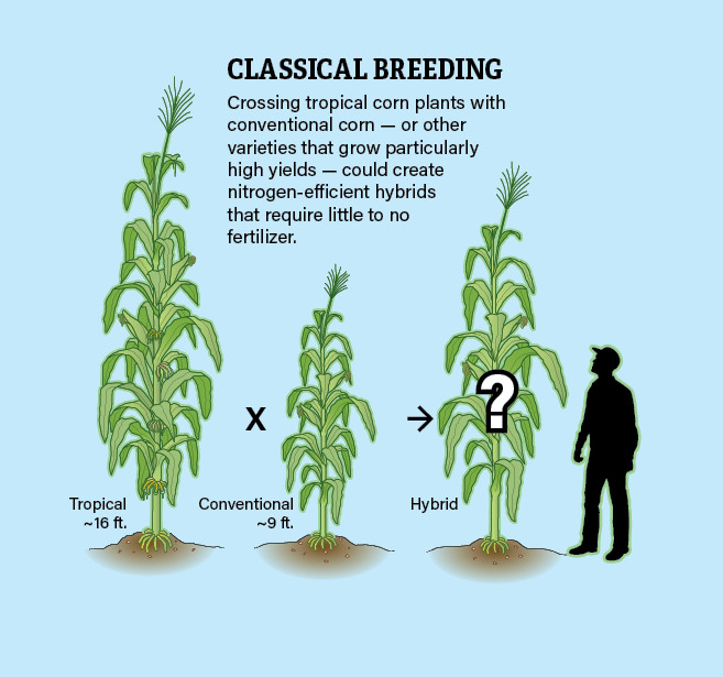Traditional Plant Breeding Infographic Jay Smith