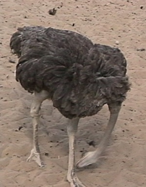 HeadInSand_300.jpg