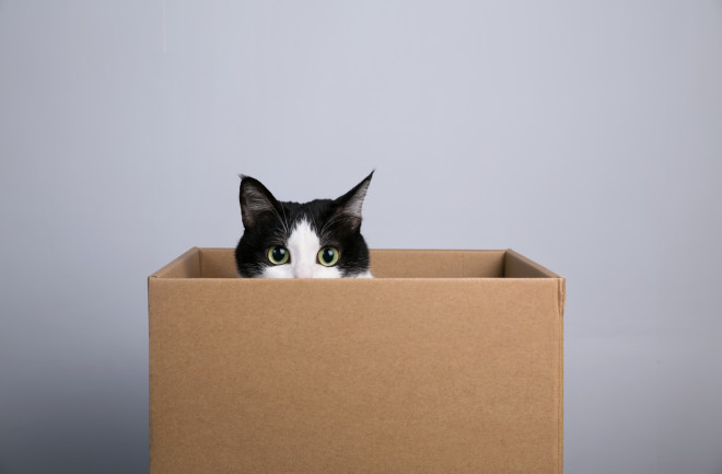 Cardboard box with a black and white cat with green eyes