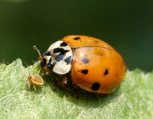 AltLadybugAphid_300.jpg