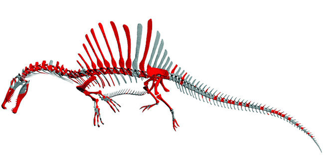 sinosaurus_skeleton.jpg