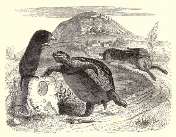 haretortoise600.png