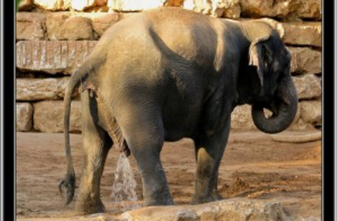 Peeing Elephant - Flickr