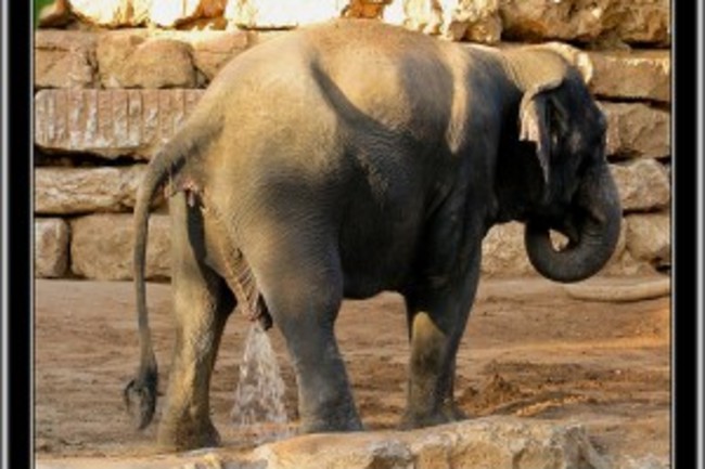 Regardless Of Bladder Size All Mammals Pee For Approximately