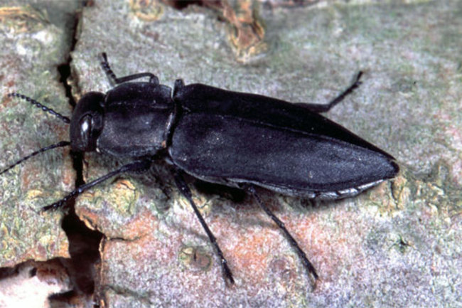 Melanophila.jpg