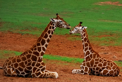 giraffes425.jpg