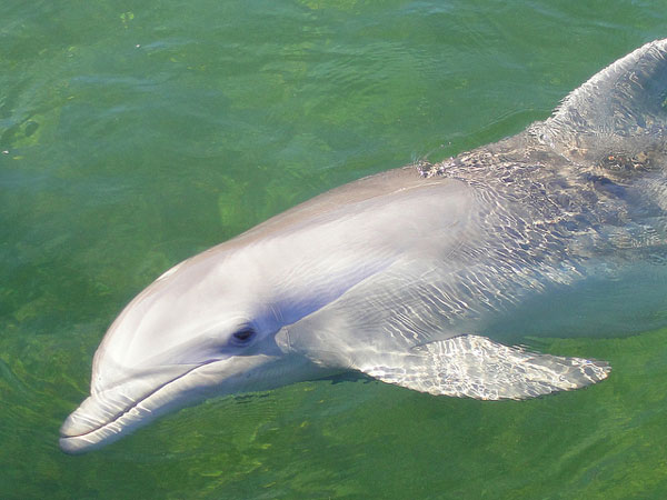 dolphin3.jpg
