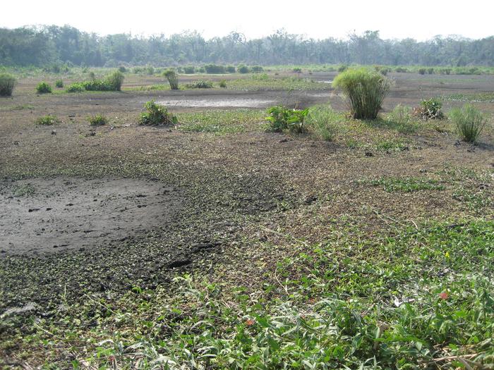 By Taming South American Floodwaters, Neolithic Farmers Engineered Stable Community