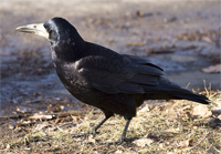 Rook.jpg