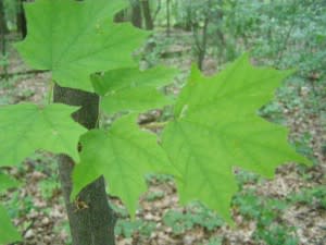 leafsnap-300x225.jpg